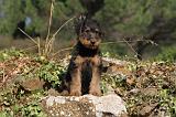 AIREDALE TERRIER 065